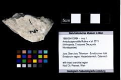Foto (Objekt + Etikett) von Ambulocapsa altilis (Robins et al., 2013)  (NHMW-GEO-1990-0041-2484)